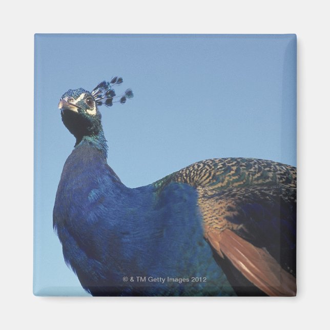 Peacock 2 magnet (Front)