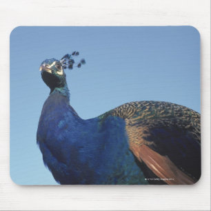 Peacock 2 mouse mat