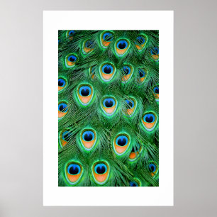 Peacock#2-Poster Poster