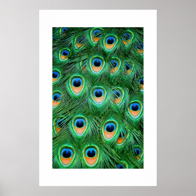 Peacock#2-Poster Poster (Front)