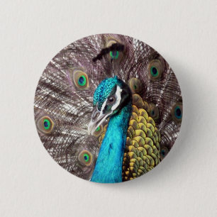 peacock 6 cm round badge