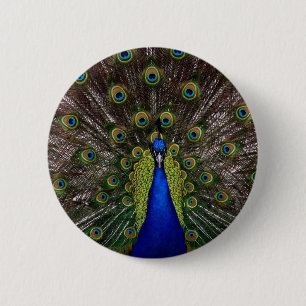 Peacock 6 Cm Round Badge