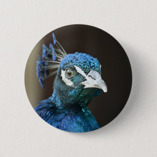 peacock 6 cm round badge