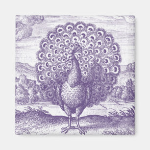 Peacock, a vintage engraving magnet