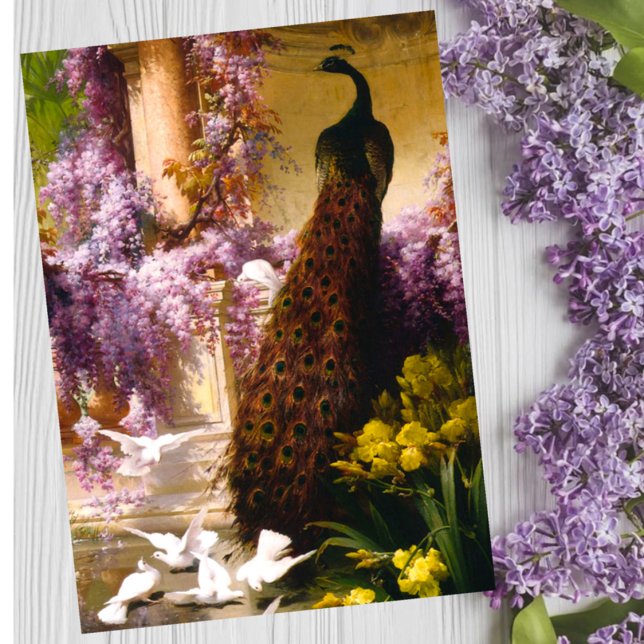 Peacock and doves Ina garden Poster (Creator Uploaded)