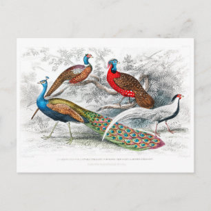 Peacock and Pheasants - Oliver Goldsmith - vintage Postcard