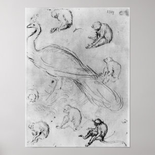 Peacock and Six Monkeys Poster