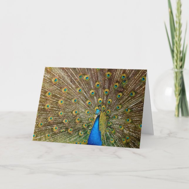 Peacock Anniversary Card (Front)