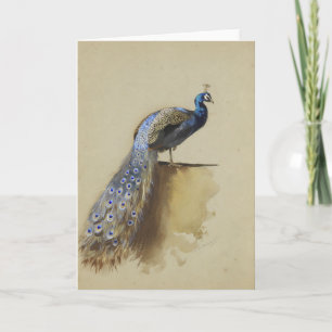 Peacock   Archibald Thorburn Card