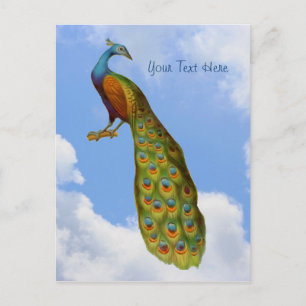 Peacock Art Bird Postcard