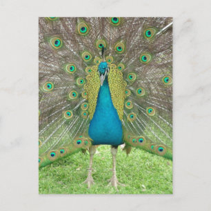 Peacock art vo1 postcard