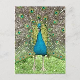 Peacock art vo1 postcard