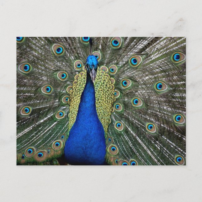 Peacock at Fountain of Youth Holiday Postcard (Front)