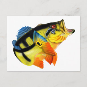 Peacock Bass 3 Postcard