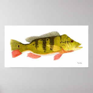 Peacock Bass Art Poster