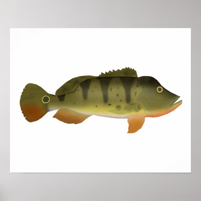 Peacock Bass Poster (Front)
