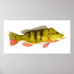 Peacock Bass Print