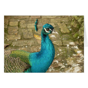 Peacock Beautiful Nature Photography