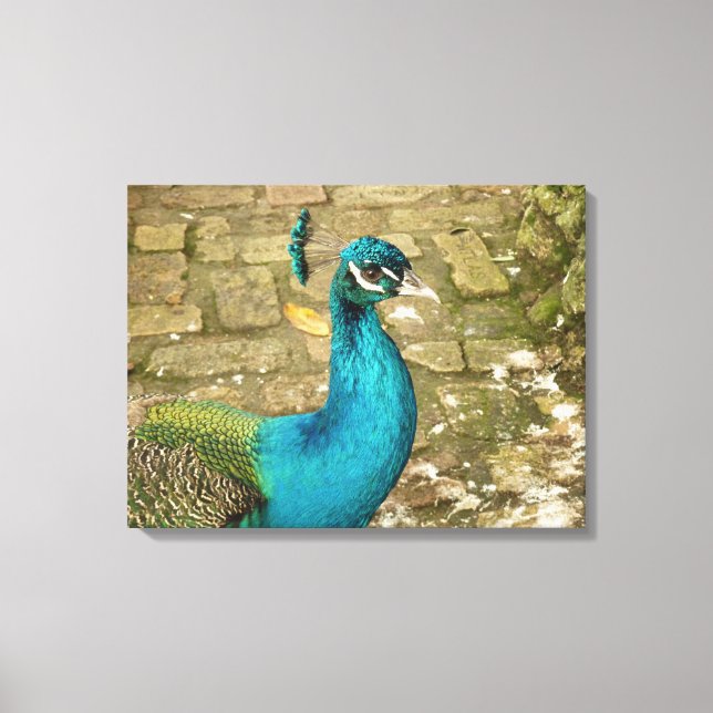 Peacock Beautiful Nature Photography Canvas Print (Front)