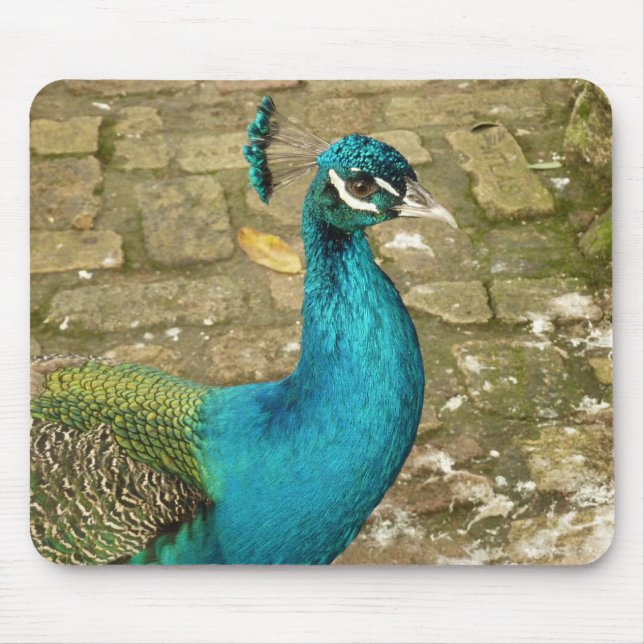 Peacock Beautiful Nature Photography Mouse Mat (Front)
