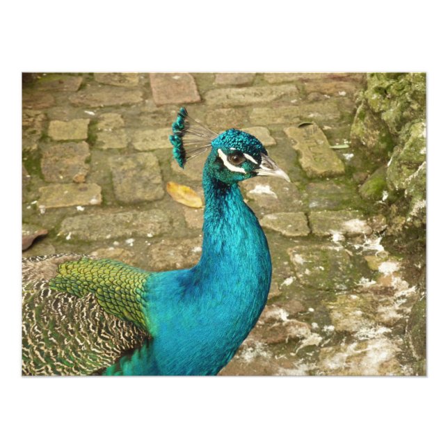 Peacock Beautiful Nature Photography Photo Print (Front)