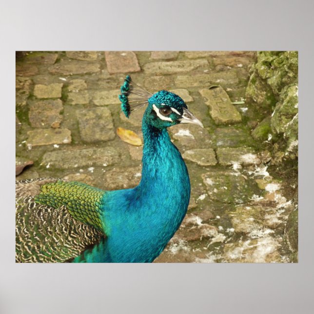 Peacock Beautiful Nature Photography Poster (Front)