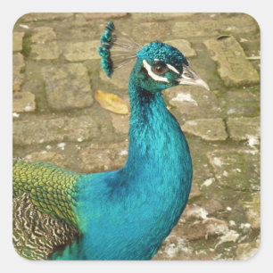 Peacock Beautiful Nature Photography Square Sticker