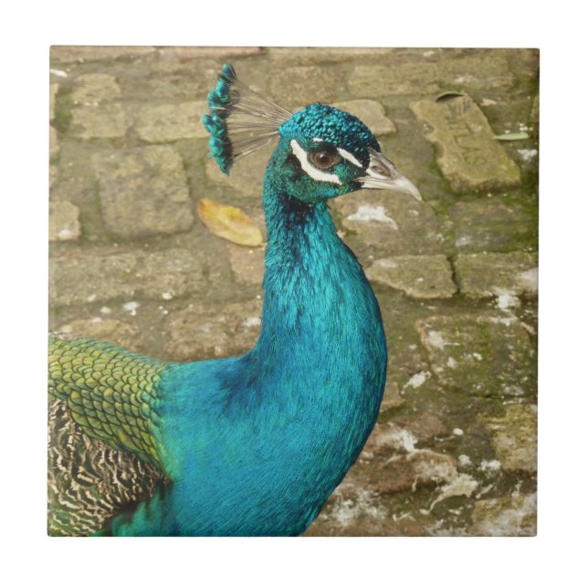 Peacock Beautiful Nature Photography Tile (Front)
