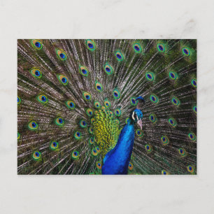 Peacock Beauty Postcard