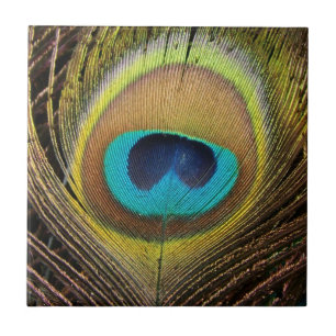 Peacock Bird Feathers Tile