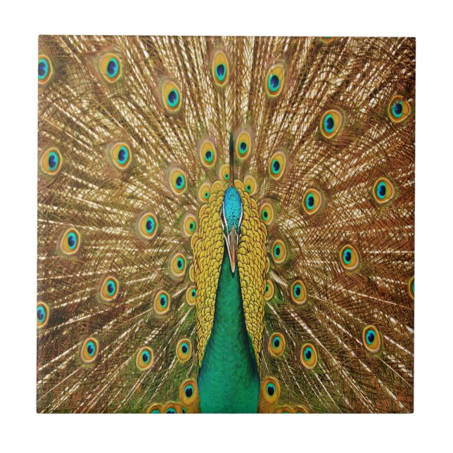 Peacock Bird Feathers Tile (Front)
