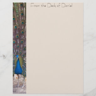 Peacock Bird Feathers Wildlife Animals