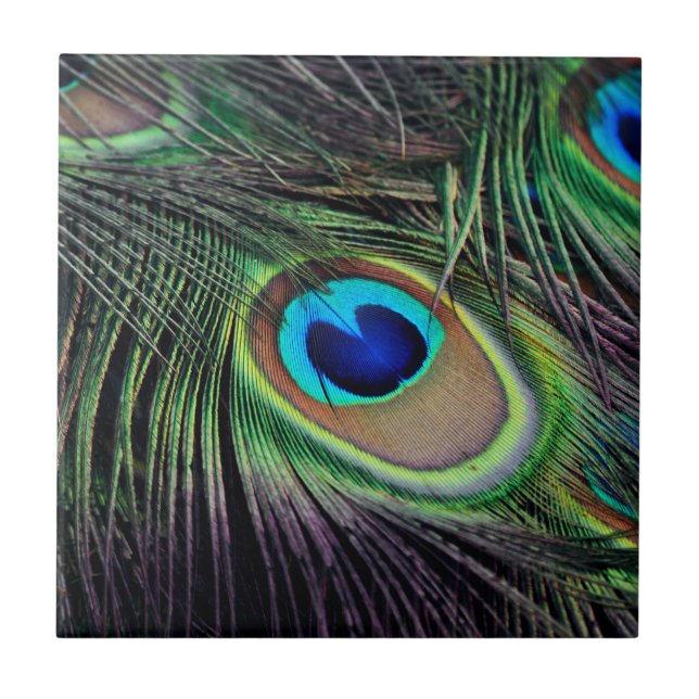 Peacock Bird Peafowl Tile (Front)