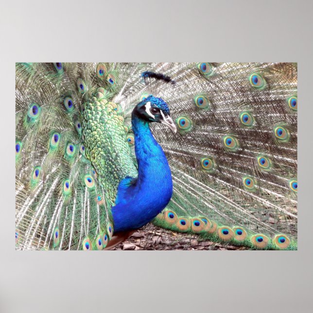 Peacock Bird Photo Nature Wall Poster (Front)