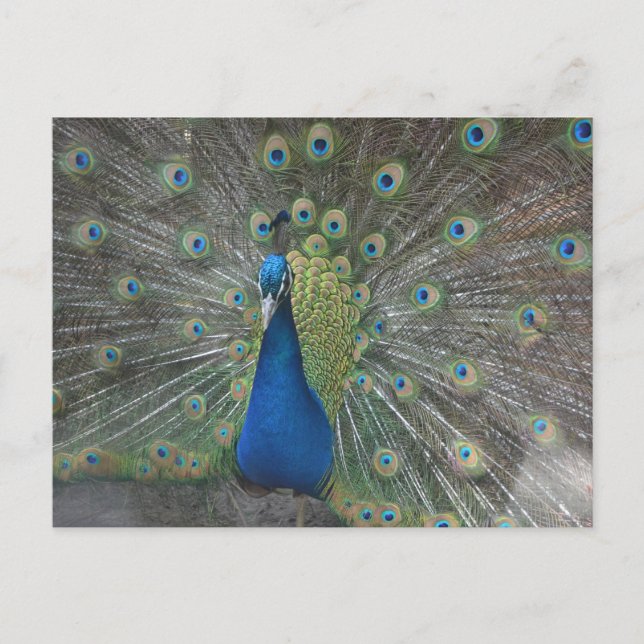 Peacock Bird Postcard (Front)