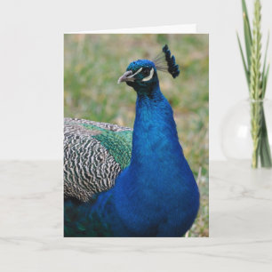 Peacock birthday card