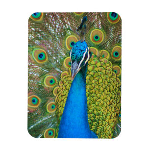 Peacock Blue Head with and Colorful Tail Feathers Magnet