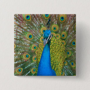 Peacock Blue Head with and Colourful Tail Feathers 15 Cm Square Badge