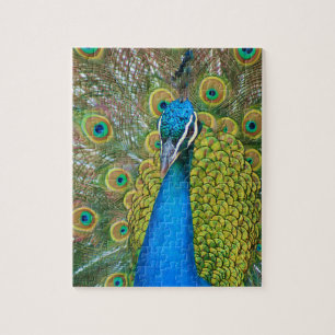 Peacock Blue Head with and Colourful Tail Feathers Jigsaw Puzzle