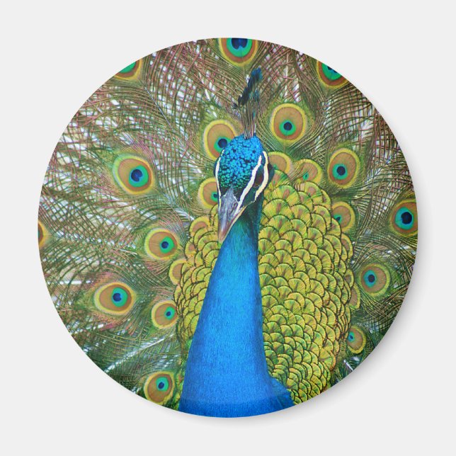 Peacock Blue Head with and Colourful Tail Feathers Magnet (Front)