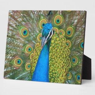 Peacock Blue Head with and Colourful Tail Feathers Plaque