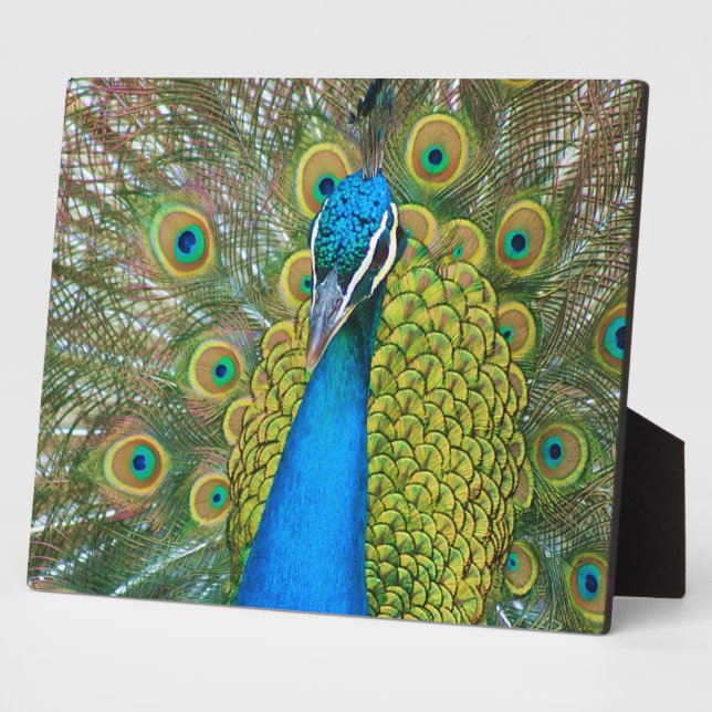 Peacock Blue Head with and Colourful Tail Feathers Plaque (Side)