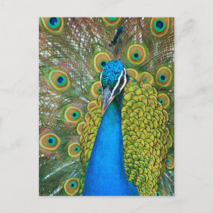 Peacock Blue Head with and Colourful Tail Feathers Postcard