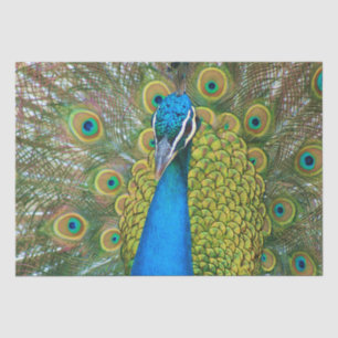 Peacock Blue Head with and Colourful Tail Feathers Tissue Paper