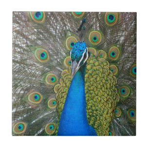 Peacock Blue Head with and Tail Feathers Tile