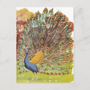 peacock blues postcard