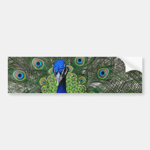 Peacock Bumper Sticker