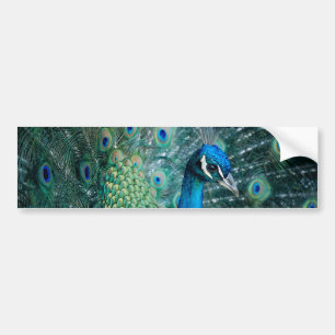 Peacock, bumper sticker