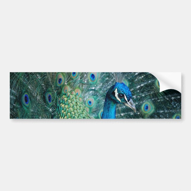 Peacock, bumper sticker (Front)
