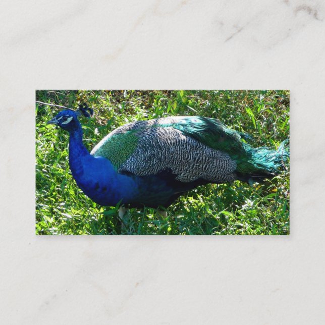 Peacock Business Cards (Front)